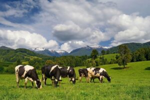 Manejo nutricional en vacas lecheras: claves para mejorar la fertilidad