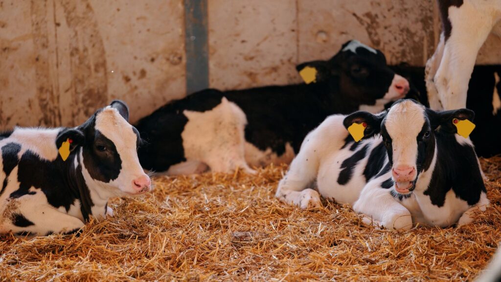 El ambiente: La pieza que falta en el rompecabezas de la salud animal