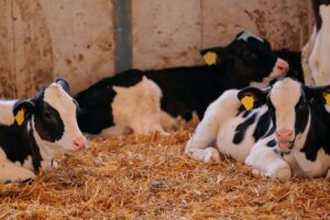 El ambiente: La pieza que falta en el rompecabezas de la salud animal