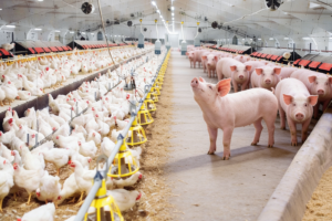 Eficacia comprobada de Yodigen® 30Y Plus en avicultura y porcicultura