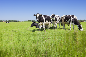 Mayor sincronía, mayor preñez: claves para optimizar la dinámica folicular en vacas lecheras
