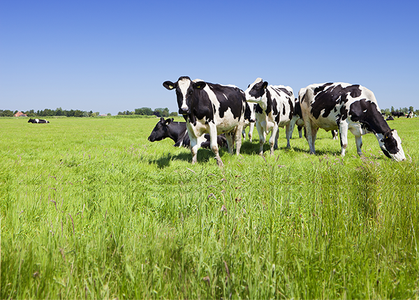 Mayor sincronía, mayor preñez: claves para optimizar la dinámica folicular en vacas lecheras