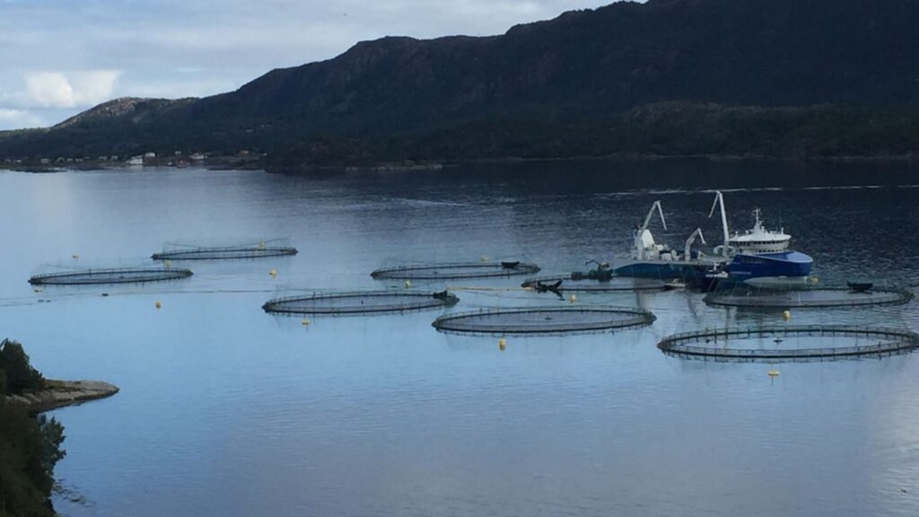 La importancia de reducir el estrés en los peces para promover el bienestar y la calidad en la acuicultura
