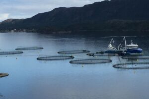La importancia de reducir el estrés en los peces para promover el bienestar y la calidad en la acuicultura