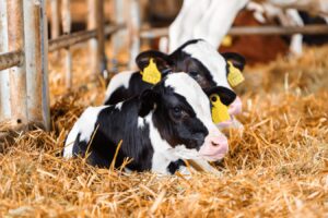 Maxtrin® ahora también está indicado para bovinos